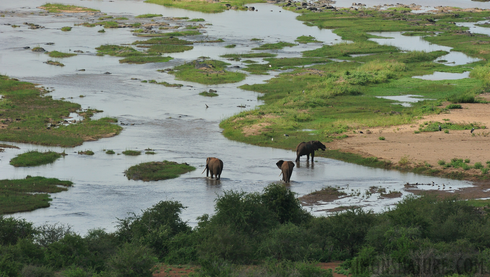 Kruger National Park [550 mm, 1/3200 Sek. bei f / 8.0, ISO 1600]